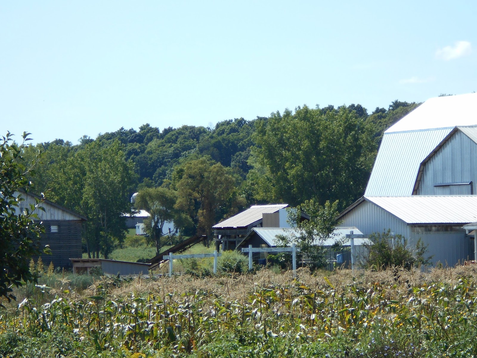 New York State of Mind AMISH FARM
