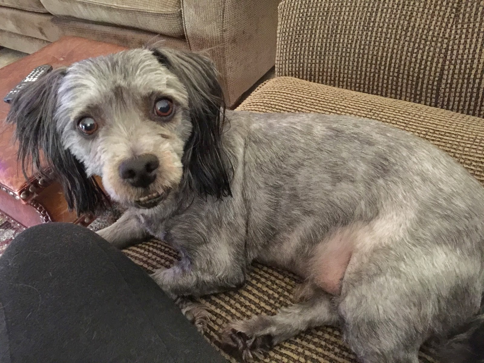 Life According to 1st Time DIY Dog Haircut!!