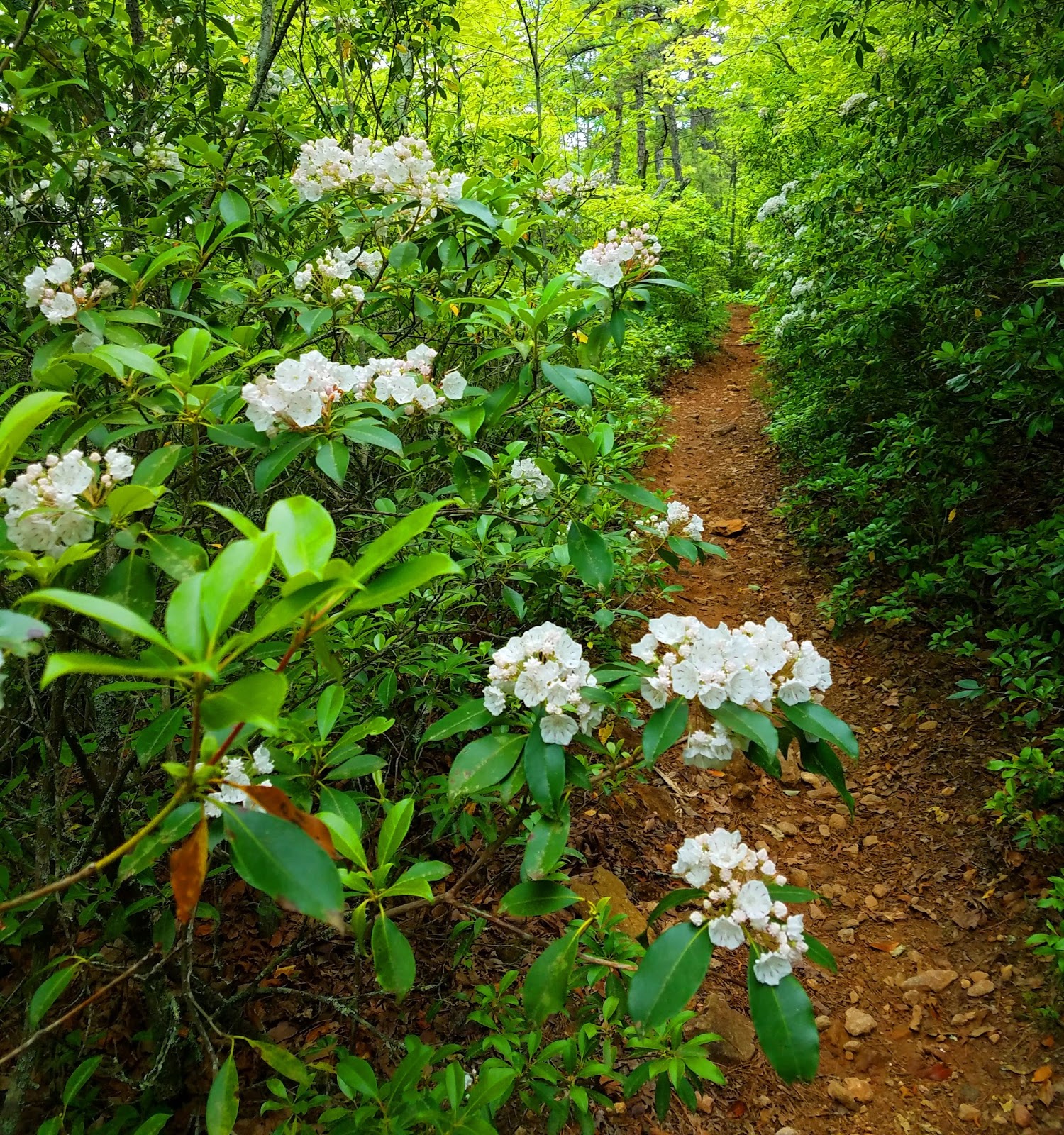 Smoky Scout's Hiking Adventures Pisgah 400 Coffee Pot Loop