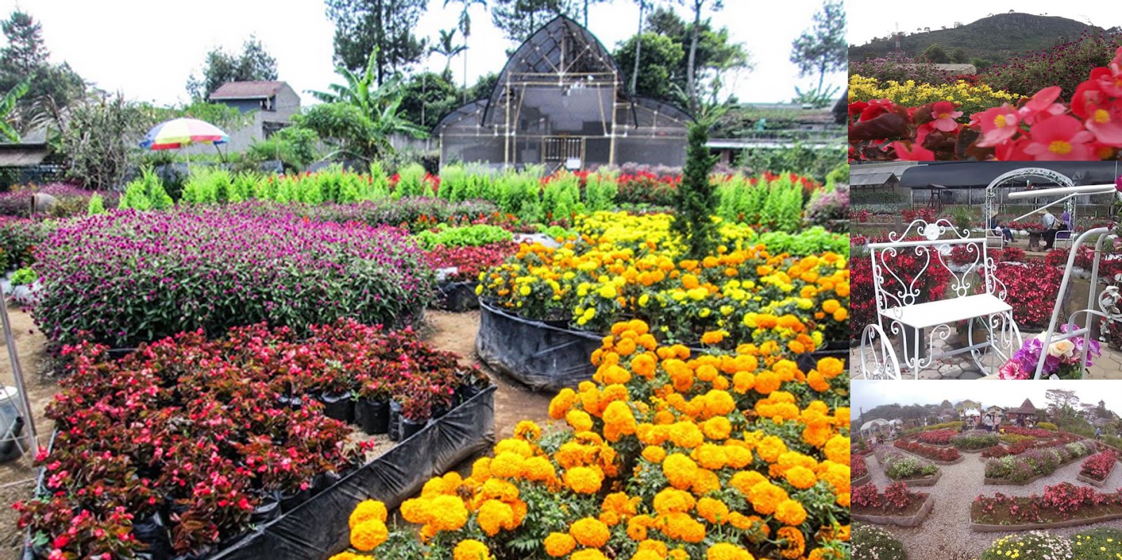 Enam Taman Bunga Terindah Di Indonesia Tak Kalah dari Kekeunhofnya Belanda Enam Taman Bunga Terindah Di Indonesia Tak Kalah dari Kekeunhofnya Belanda