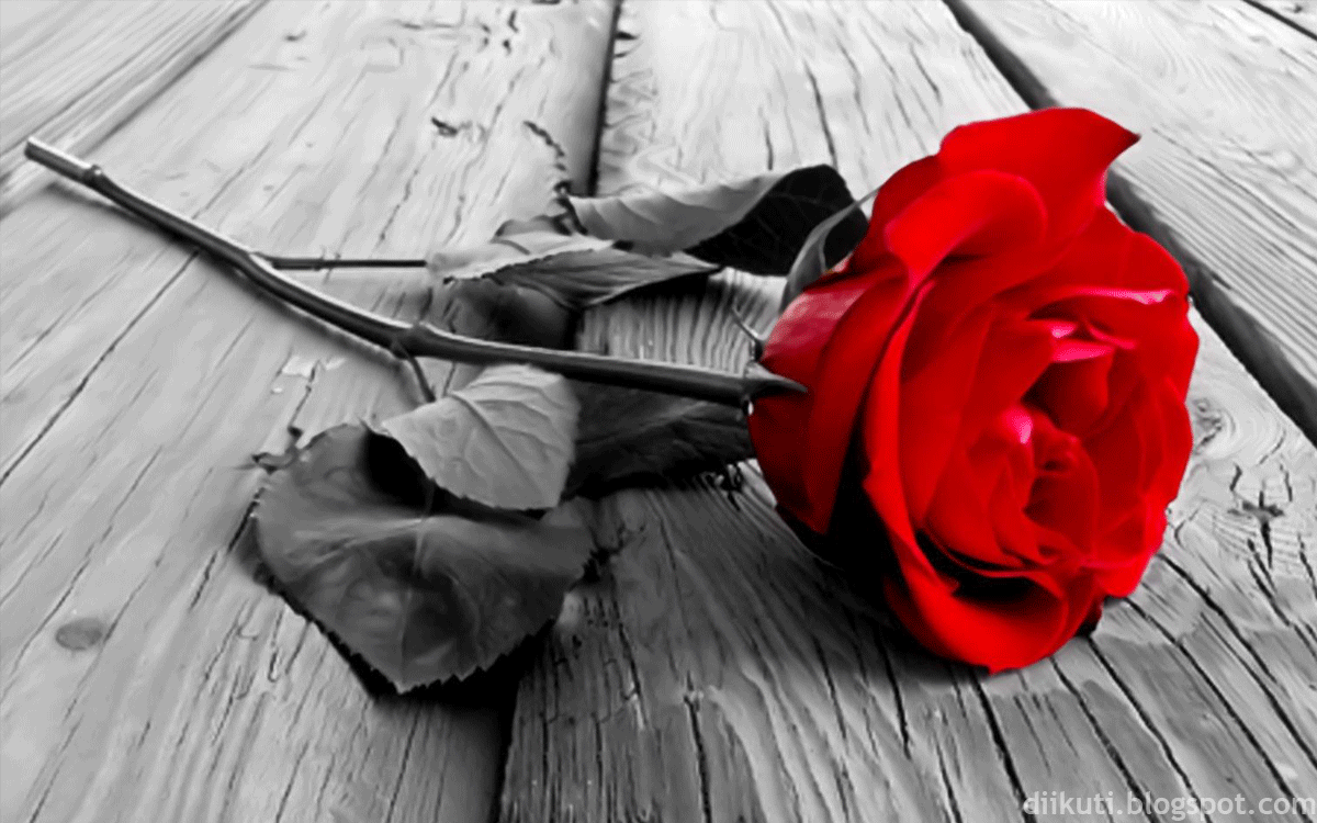 puisi mawar  berduri  setengah indah