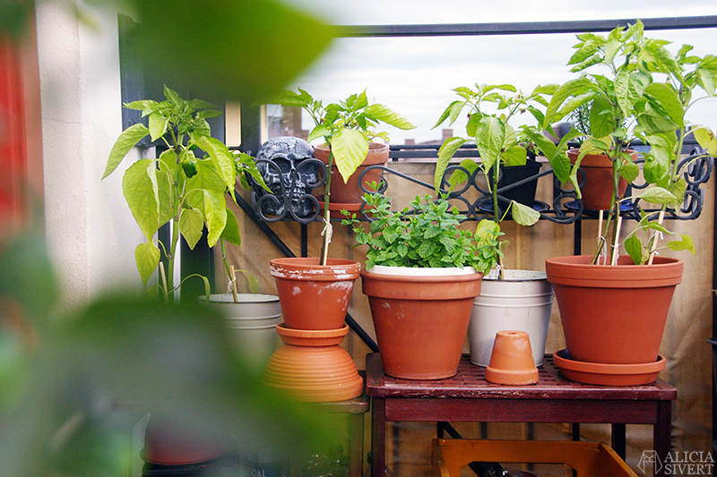 Paprika plants, photo by Alicia Sivertsson.