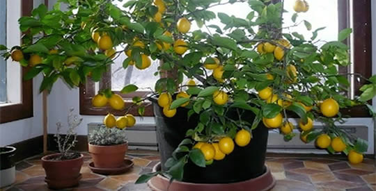 limone-in-vaso