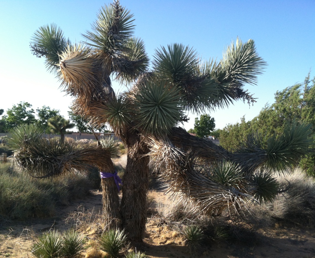 Best Of purple ribbon tied around tree Tied trunk ribbon purple tree