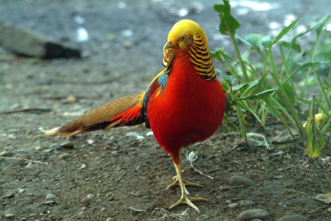 Chim Trĩ 7 Màu Vàng 3 Tháng Tuổi-Trang Trại Vườn Chim Việt