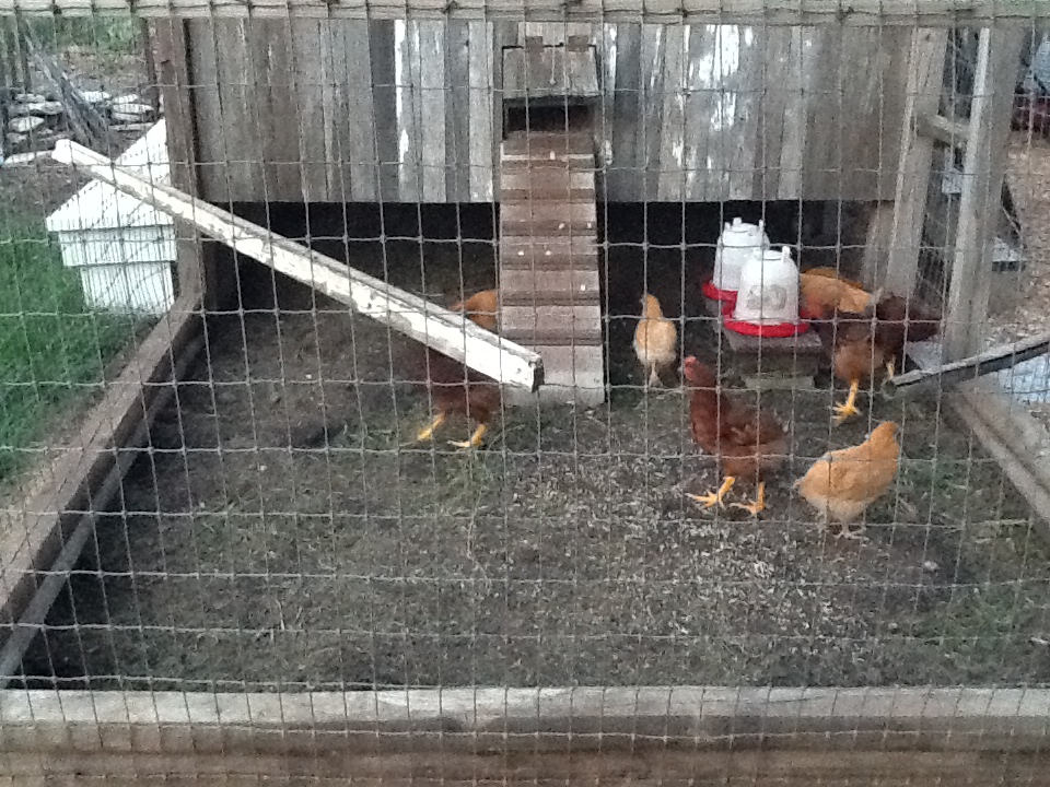 Prairie School Farms New chickens