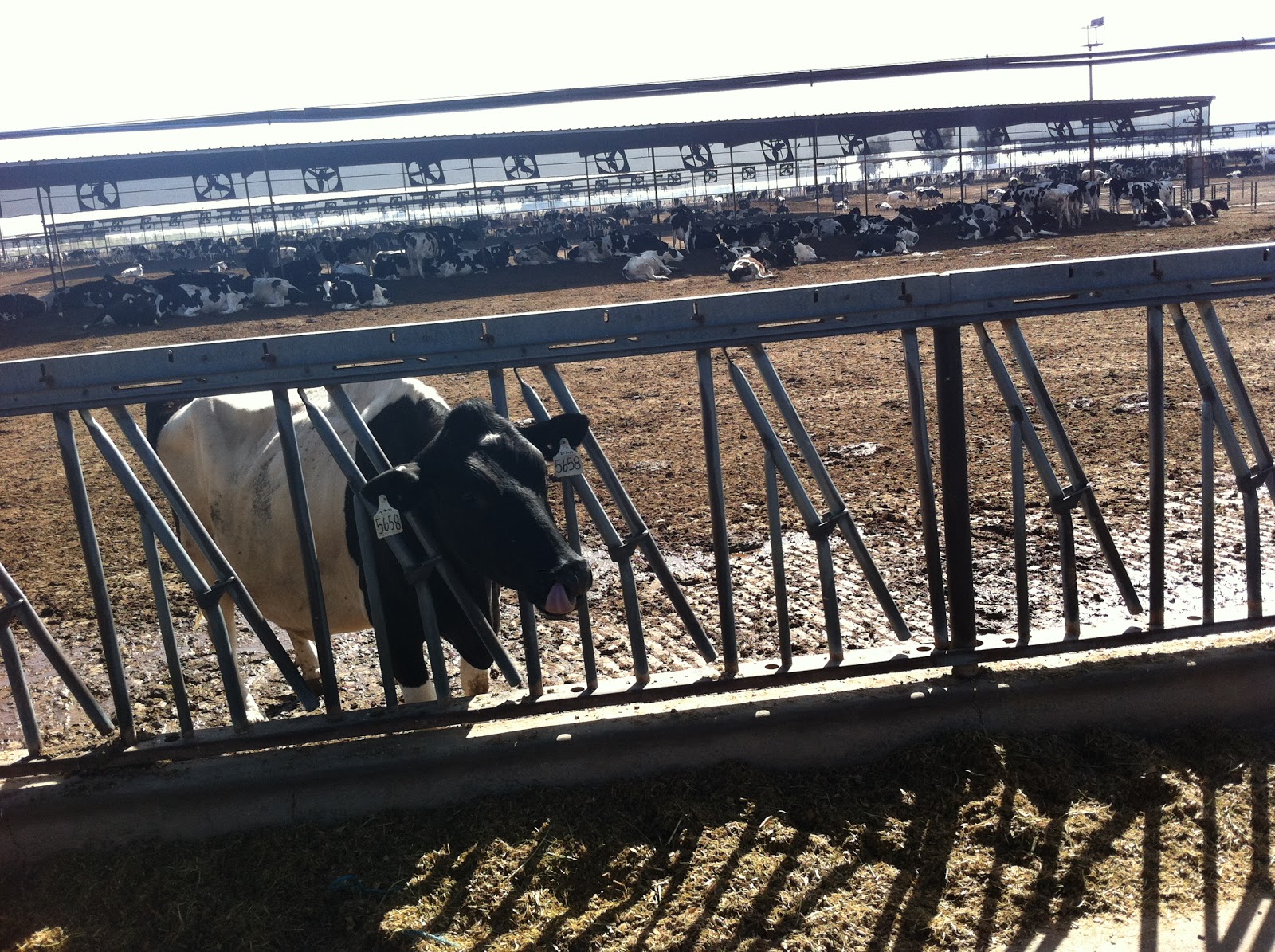 Just Me... Field Trip to Dairy Farm