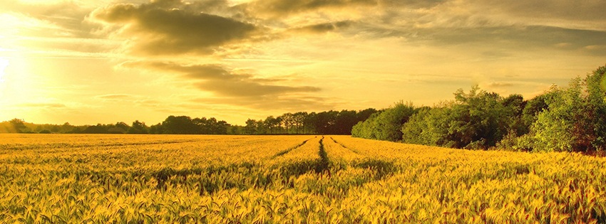 Facebook Covers - Facebook Headers - Free - Nature- Yellow Wheat Field
