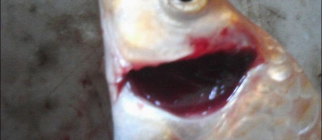 Gambar Insang Ikan Lengkap dengan Bagan Alur Pernafasan