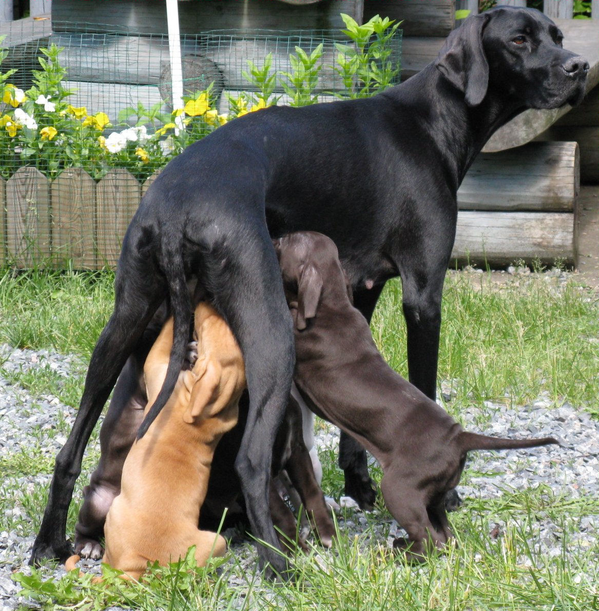 Blue Basics Dog Food Ingredients Blue Basics Dog Food Ingredients