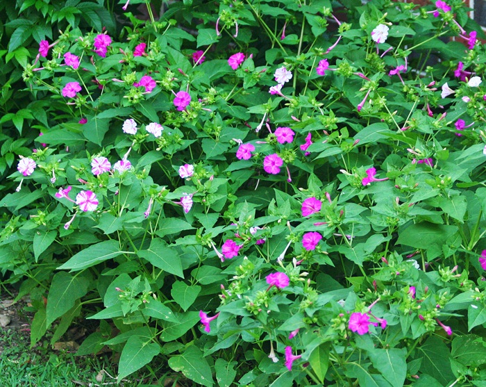 Gardening With Nature Garden Bloggers' Bloom Day May 2012