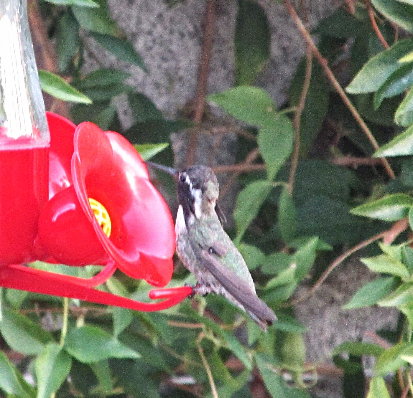 Hummingbirds In Las Vegas Immature and mature hummingbirds at Las