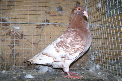 Briver Schwarzkopf - french form pigeons