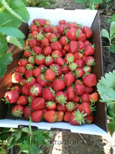 Strawberry picking 