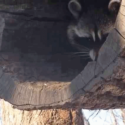 조심조심.gif | 인스티즈