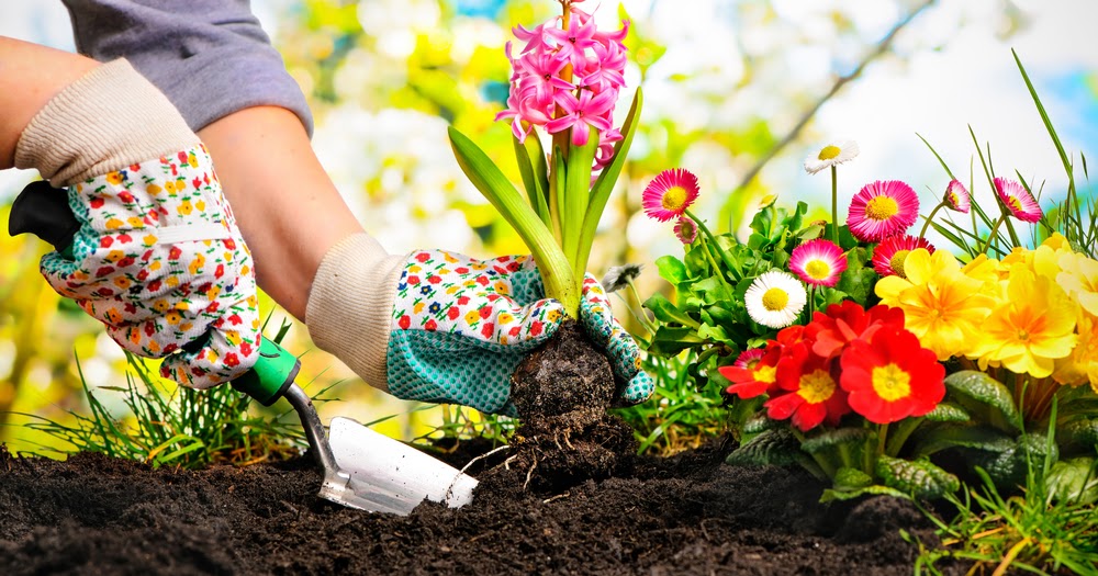 Colorado Springs Community Garden Information