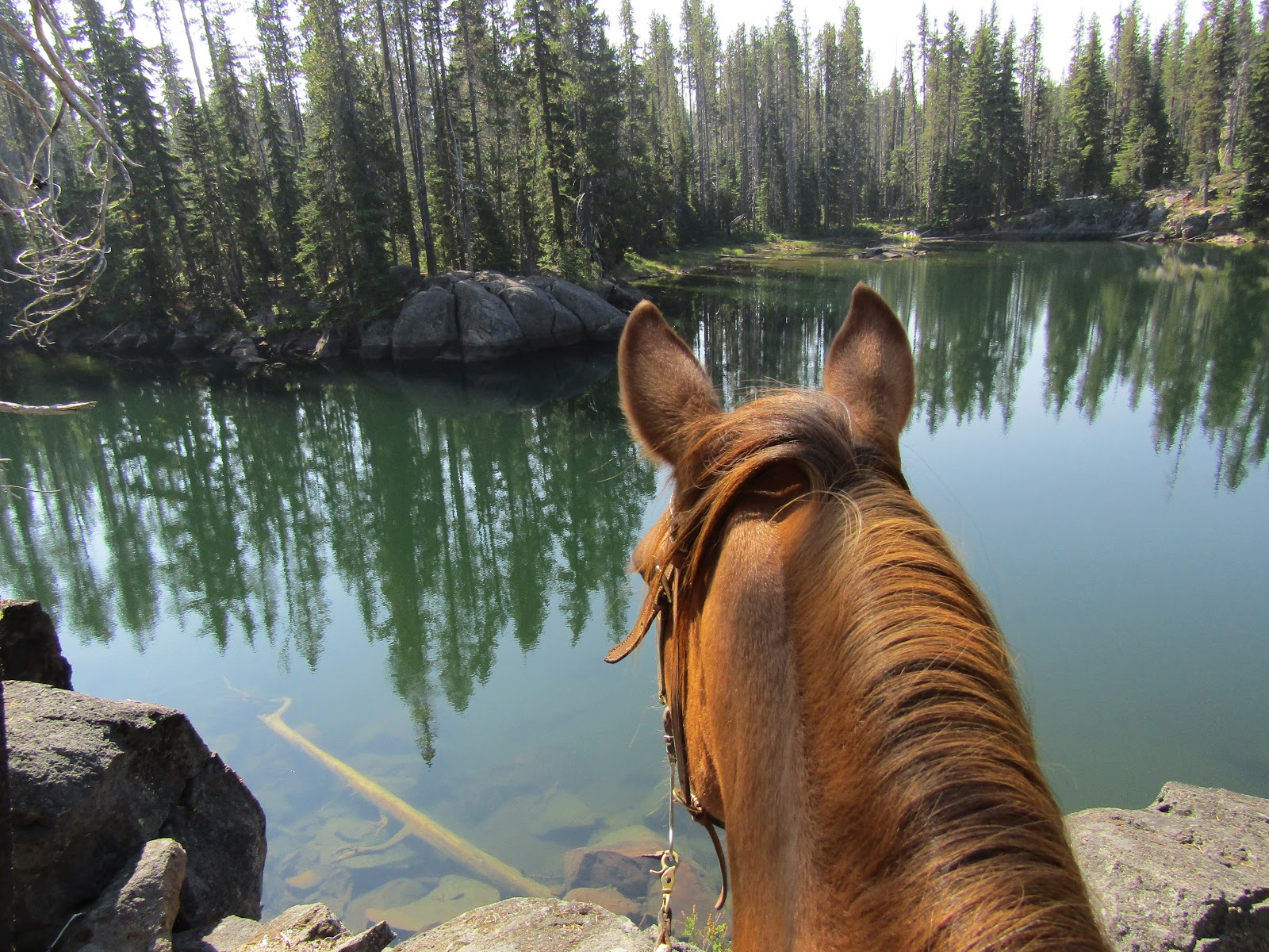Holly's Horse Tales and Trails Cultus Corral Horse Camp, Three Sisters Wilderness, Oregon