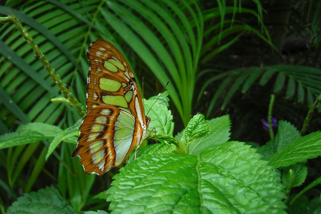 Butterfly from the Niagara Butterfly Conservatory