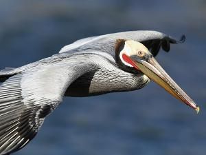 Seribuan Burung Mati Misterius Di Pantai Peru [ www.BlogApaAja.com ]