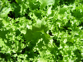 Organic Salad King Endive in my Garden by Victory Seeds