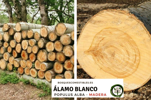 Álamo o Chopo blanco, Populus alba en los Bosques Comestibles