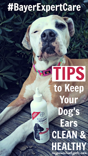 Simple Tips to Help Keep Your Dog's Ears Clean and Healthy with #BayerExpertCare Ear Care Rinse for dogs