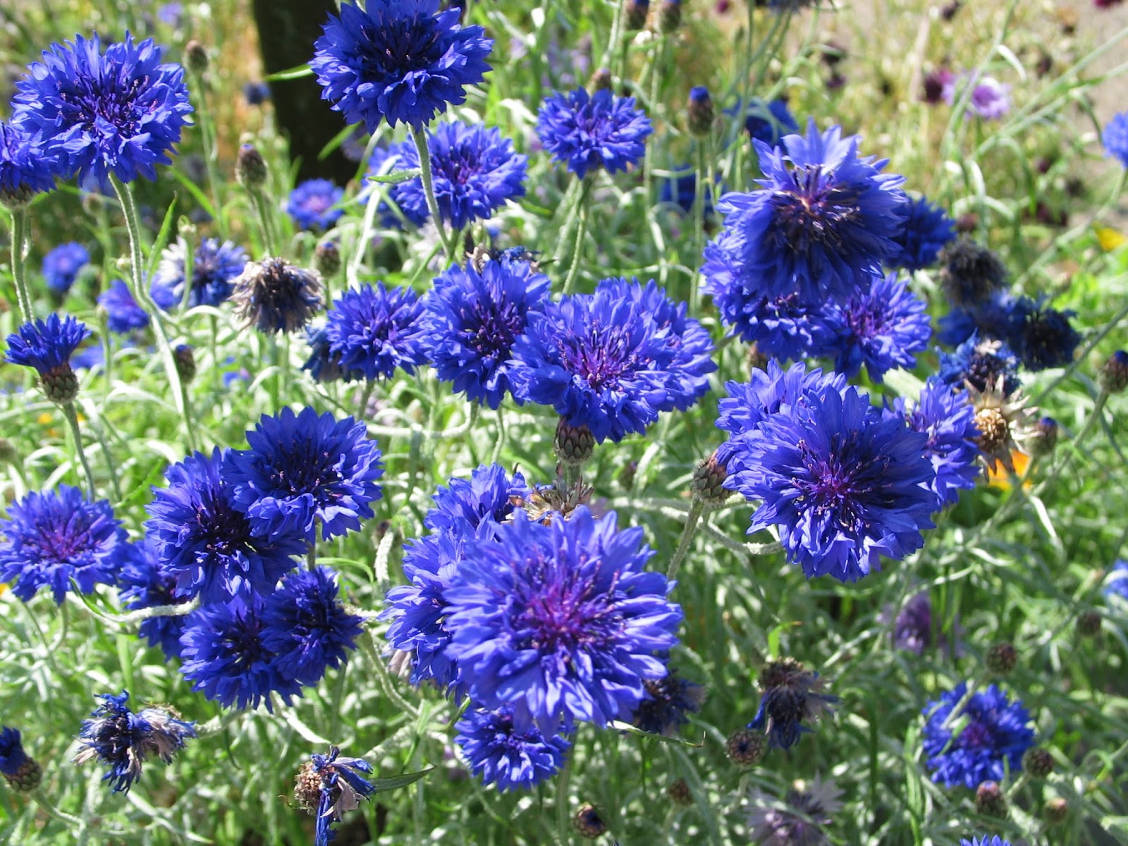 The Herb Hound CORNFLOWER