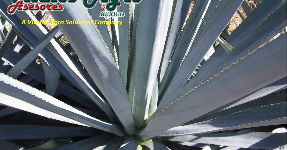 planta de agave azul de venta