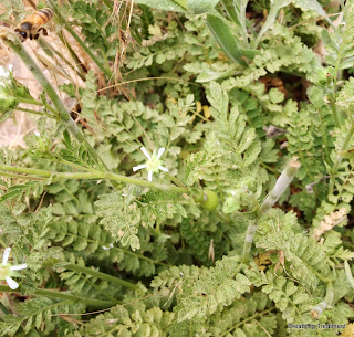 Horkelia rydbergii (Rydberg's horkelia)