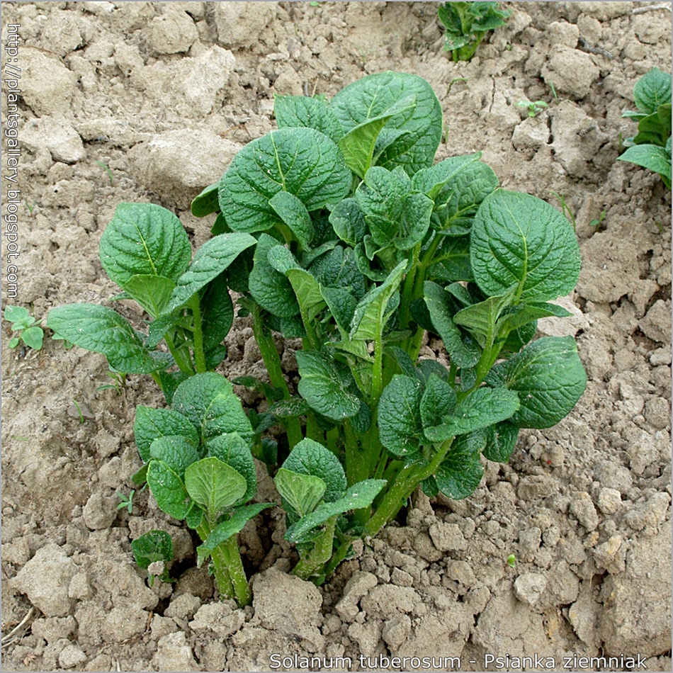 Solanum tuberosum - Psianka ziemniak, kartofel