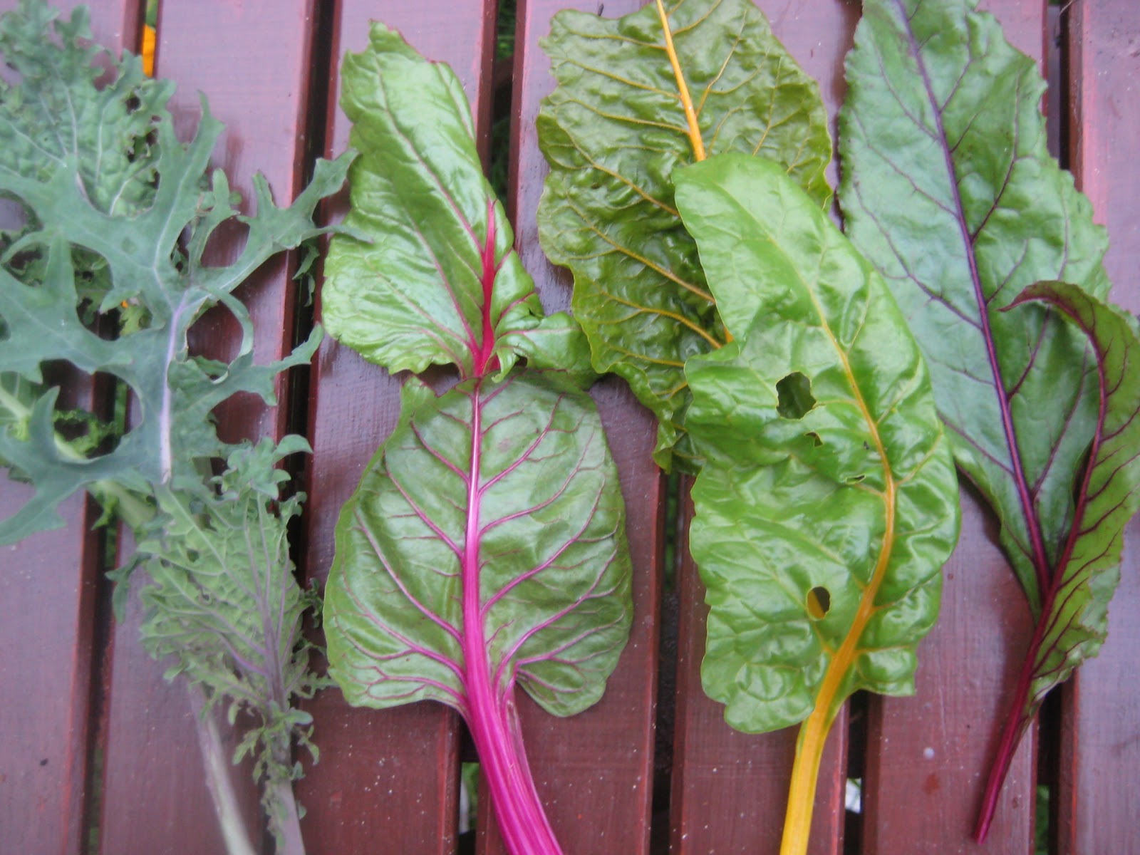Flour Water Dirt &amp; Rain Baby Kale, Rainbow Chard and