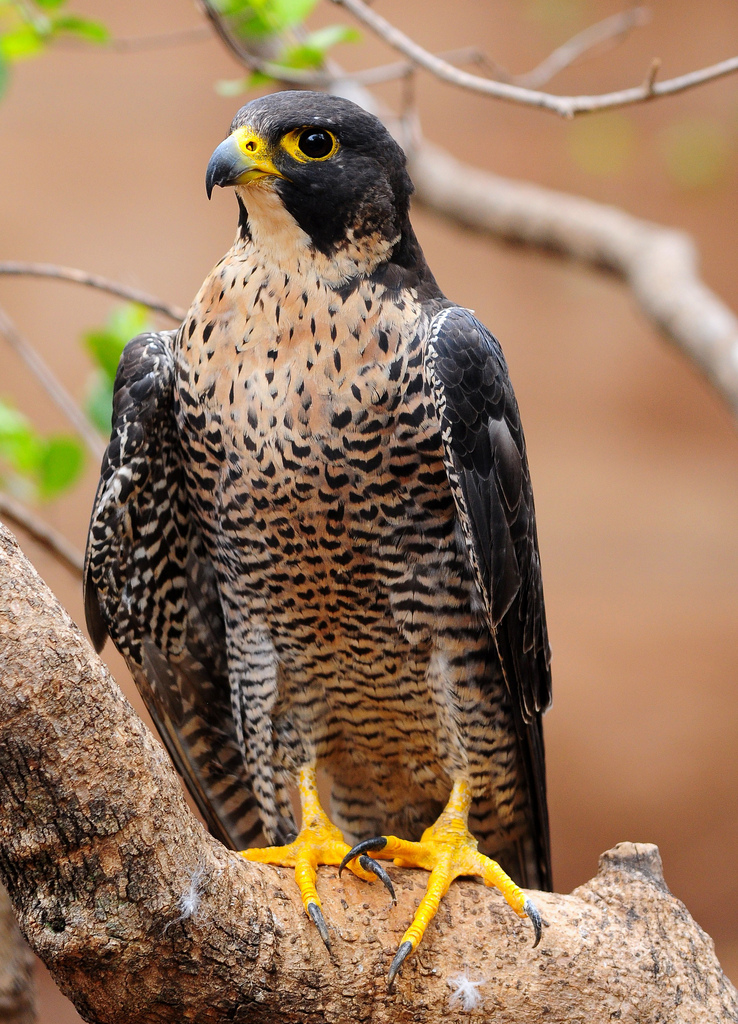 The Peregrine Falcon | King Of Birds | Wildlife Of World