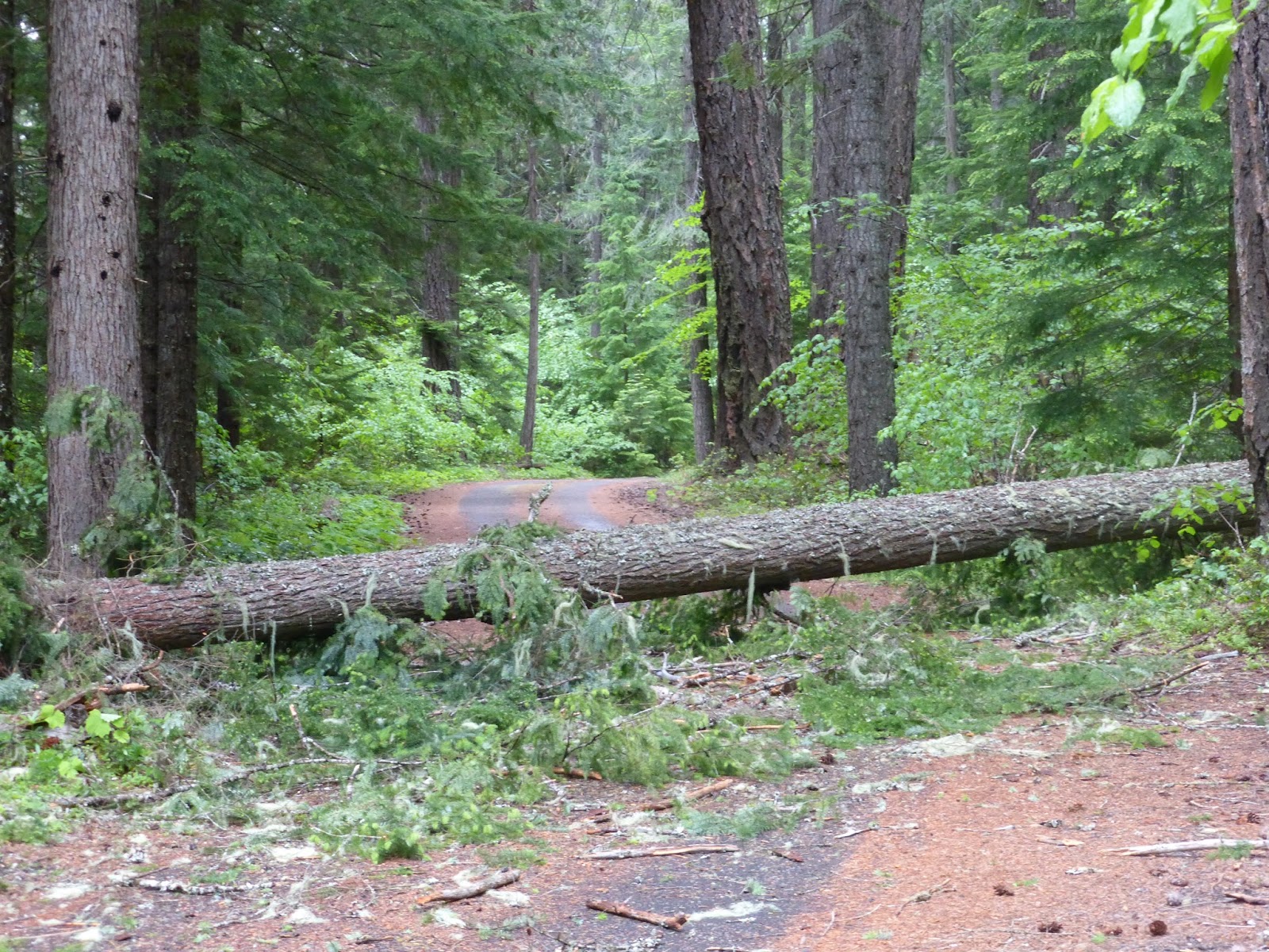 Creaking Down the Trail When does a tree a log?*