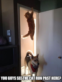 funny dog picture, funny cat picture, dog vs cat, cat hanging from doorframe