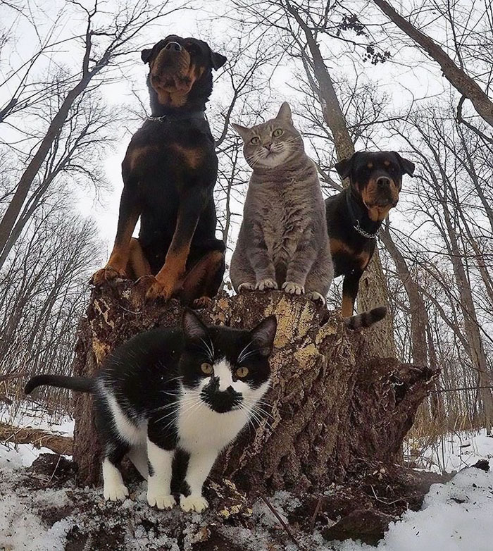 32 Animals That Look Like They’re About To Drop The Hottest Albums Of The Year - The Meow-Tang Clan Pose For Their Debut Rap Album