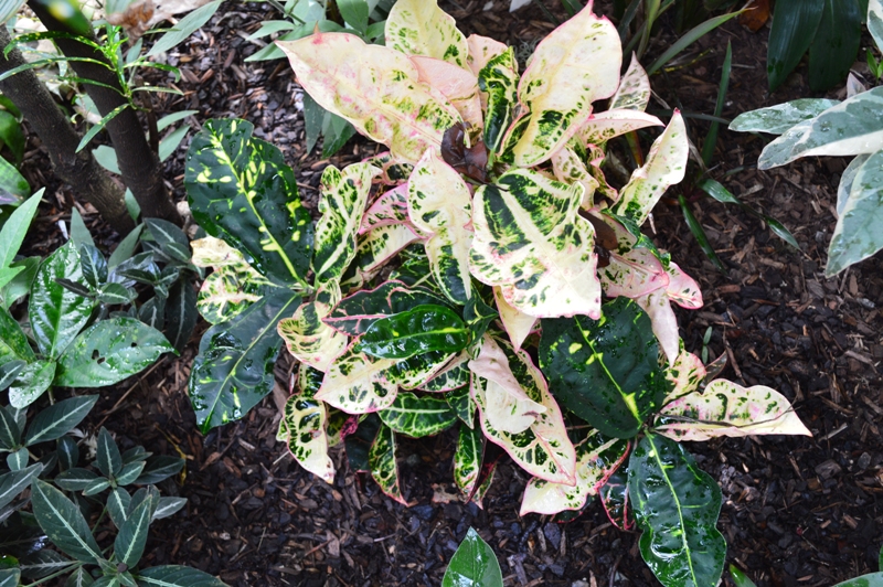Tropical Breeze is a Sydney tropical garden filled with a wide variety ...