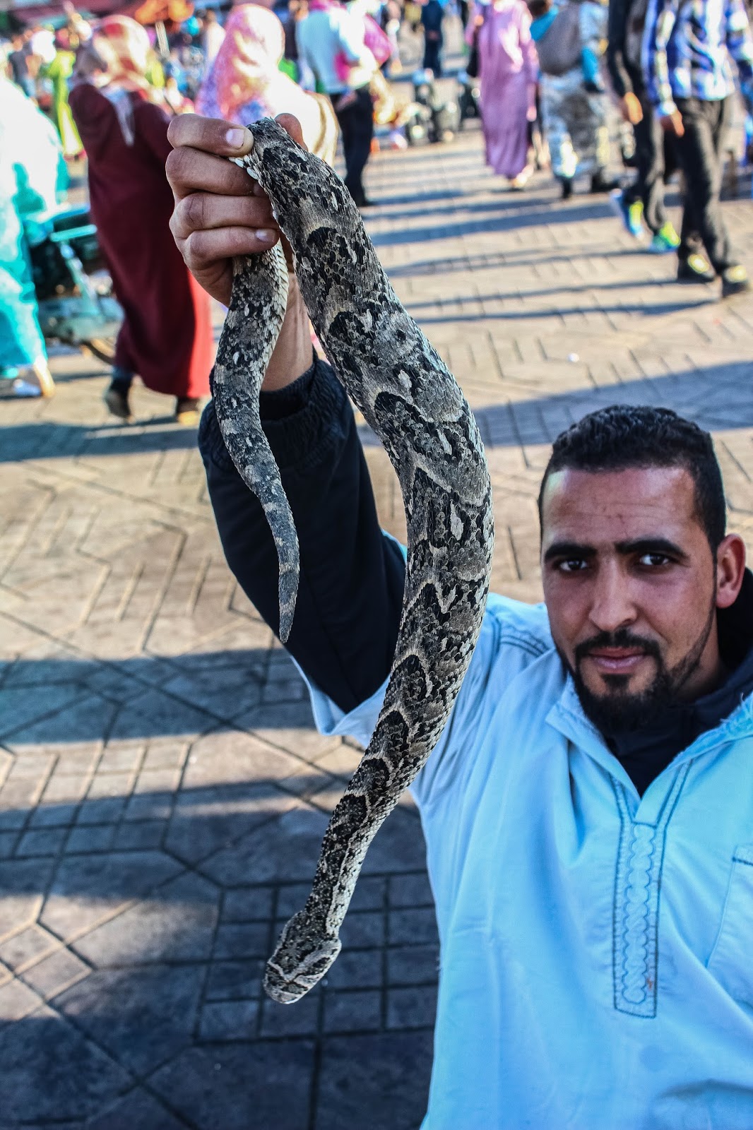 Cannundrums Snake Charmers of Morocco Egyptian Cobras and Puff Adders