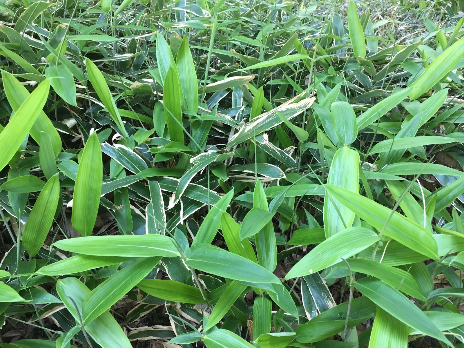 Dwarf Bamboo and Confusing Kanji