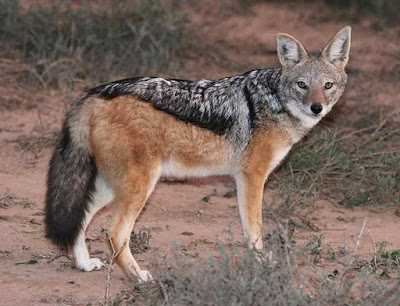 Animals That Start With J - Jackal Animals That Start With J - Jackal