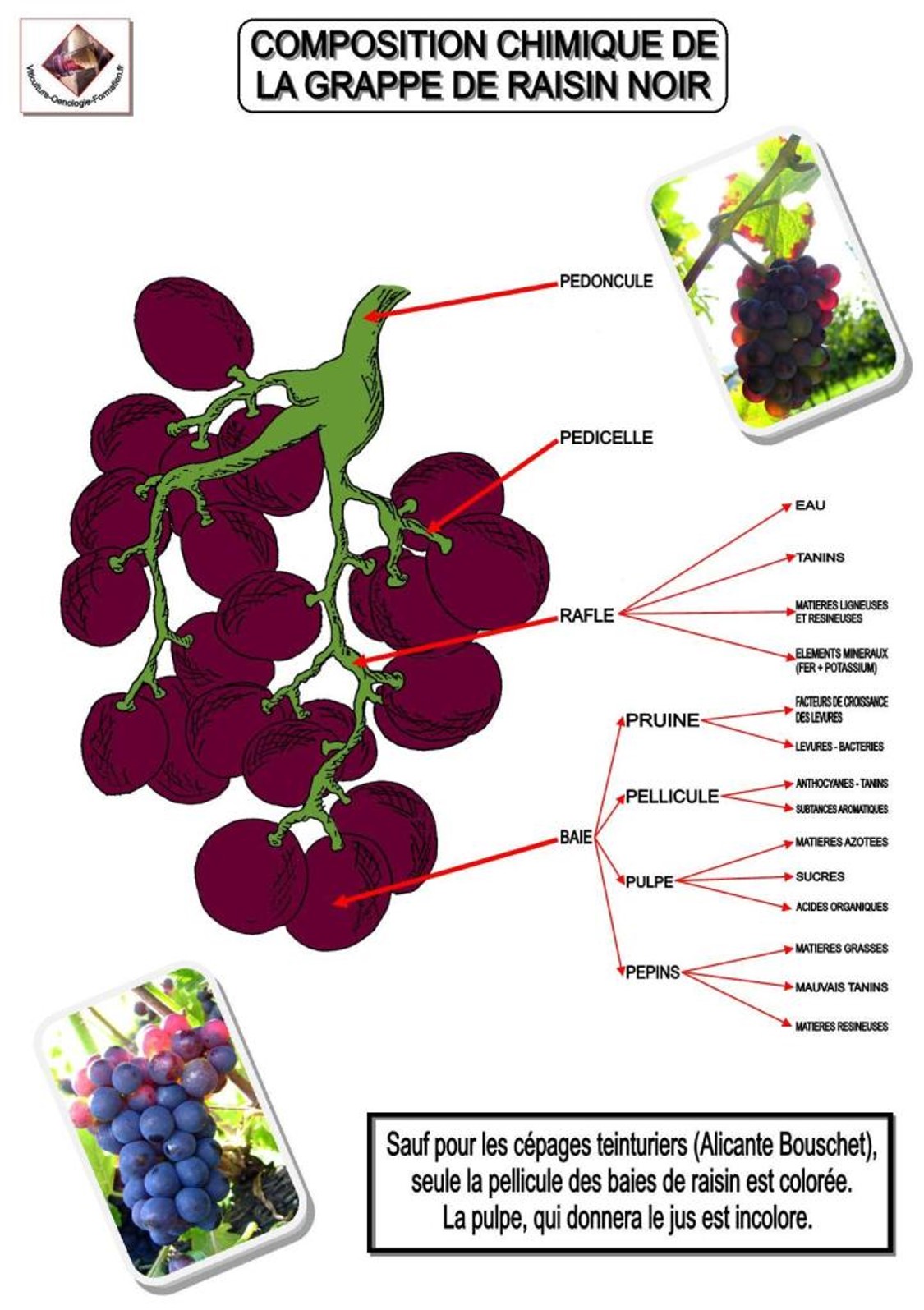 Cours Œnologie Michel VERON Composition chimique de la grappe de