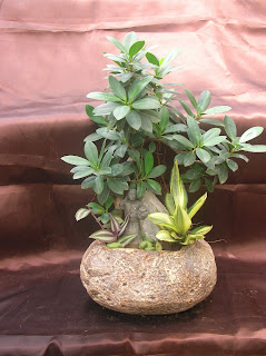 stone planter with ficus plant