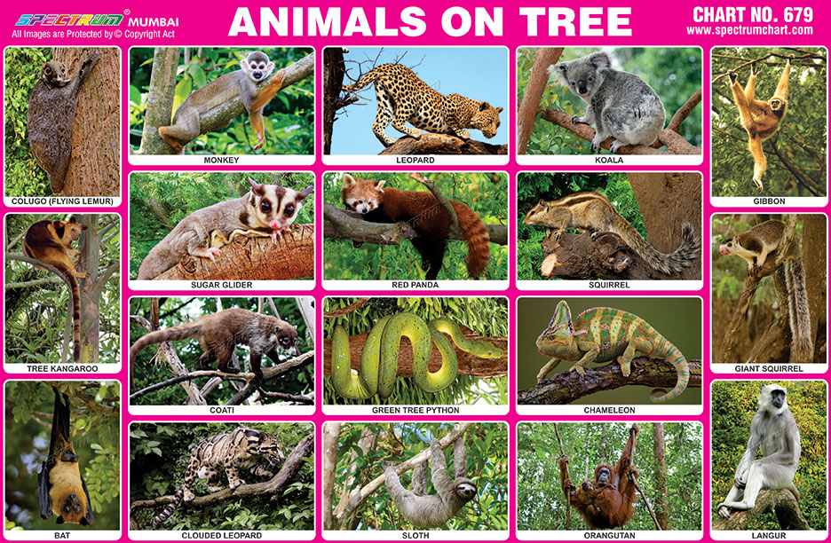 Arboreal Animals Chart