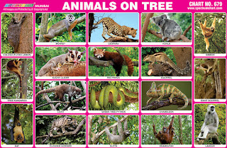 Animals on Tree Chart