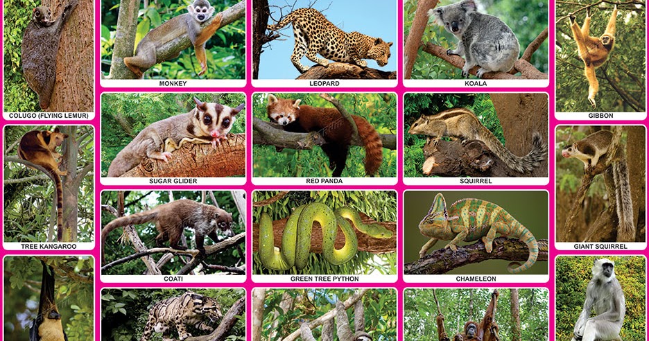 Spectrum Educational Charts: Chart 679 - Animals on Tree