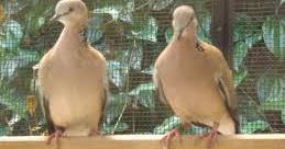 Ciri Ciri Dan Cara Mudah Membedakan Burung Derkukur Atau Terkukur