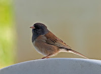 Dark-eyed Junco Dark-eyed Junco