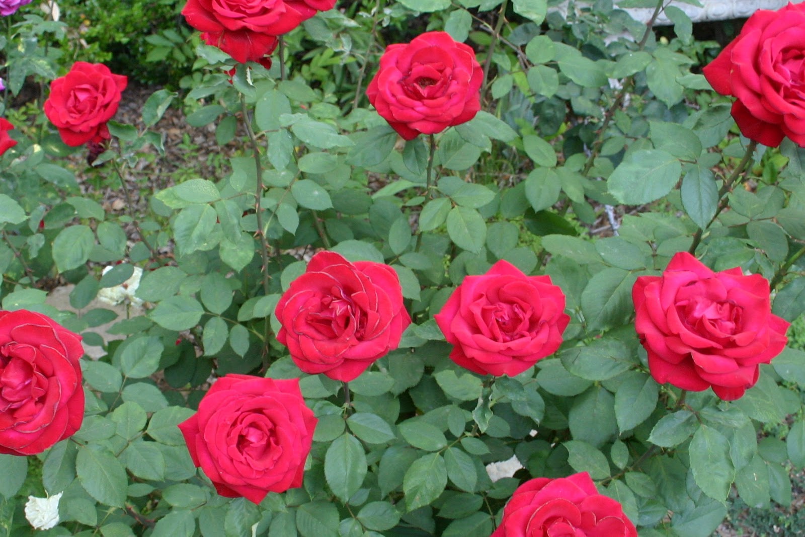 red, white and blue - The Gardener's Cottage