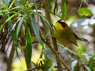 Golden-Browed Warbler, Basileuterus belli