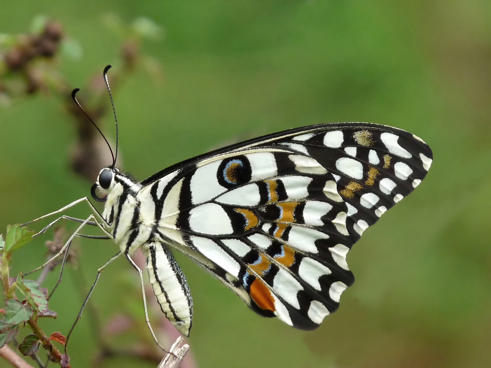 Insects: Common Lime Butterfly Papilio demoleus
