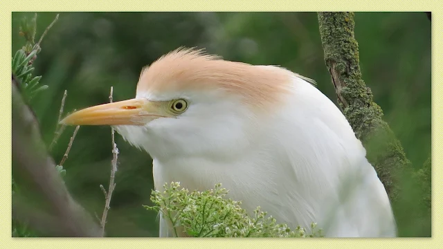 Cattle Egret in breeding plumage in the Camargue, France